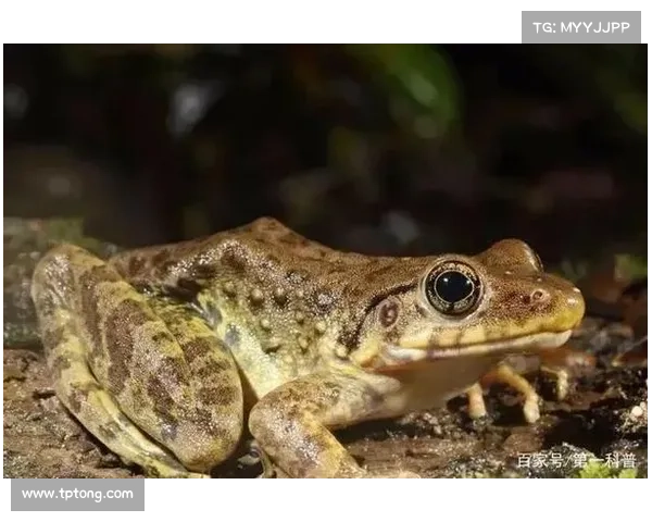 蛙稀有照片秘笈:邂逅自然界中的蛙之精灵 蛙稀有照片秘笈:邂逅自然界中的蛙之精灵